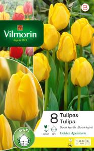 Tulipe Golden Apeldoorn (x8)